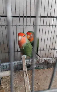 طوطی کوتوله برزیلی