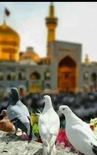 تور کاروان زیارتی مشهد مقدس