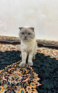 اسکاتیش اصل