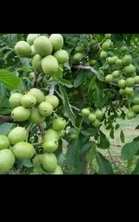گردو تکان حرفه ای تکاندن گردو وجمع کردن توافقی