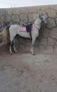 نریان عرب سواری