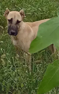 سگ سرابی توله ۴ ماهه اصل اصل