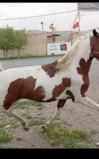 کره مادیان 20ماه