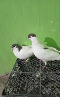 کفتر فروشی