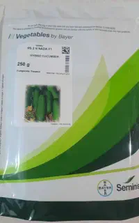 بذر خیار اصل آمریکا