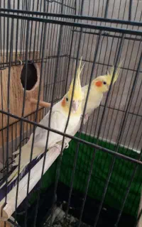 یک جفت عروس هلندی و یک عدد جوجه