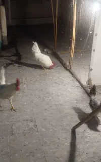 2خروس 1مرغ تخم گذار