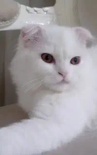 گربه پرشین اسکاتیش