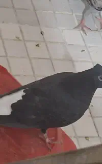۵ تا کفتر خوب دونه ۲۰۰