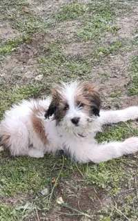 سگ  نژاد شیتزو