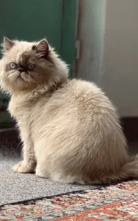گربه