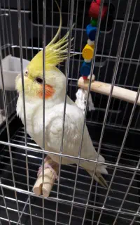 عروس هلندی گم شده