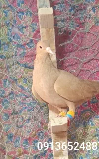 زرد دم سفید کوهک ماده