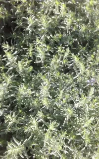 بادرشم