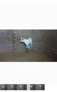 نر سومال