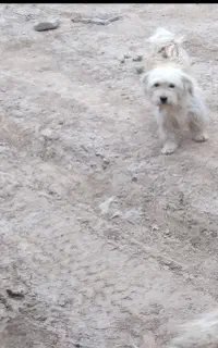 سگ شناسنامه دارگمشده