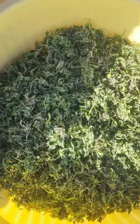پر شنبلیله خشک و تر موجود است