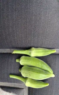بامیه تازه چین