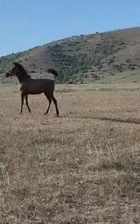 کره اسب نریان کرد