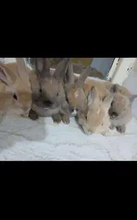 خرگوش