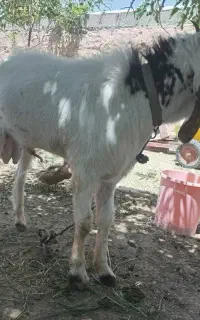 دگه برا تخمی قد بلند