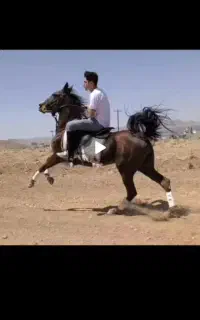 فروش و یا معاوضه مادیون کرد مخصوص تک بندی