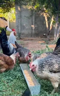 مرغ عشایری اصیل