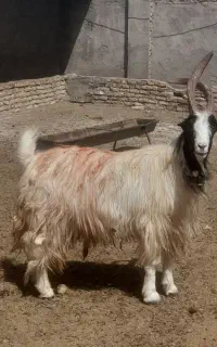 نربز