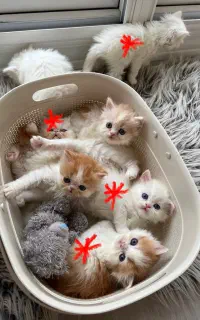 گربه پرشین های زیبا واصیل