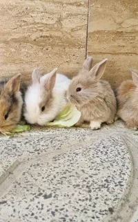 بچه خرگوش