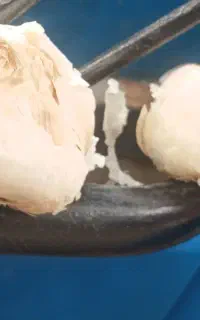 سیر درشت همدان