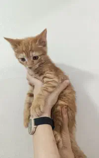 واگذاری بچه گربه برایش اسکاتیش