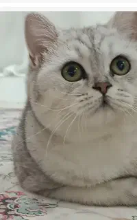۶ تا گربه