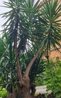 نخل یوگا فروشی