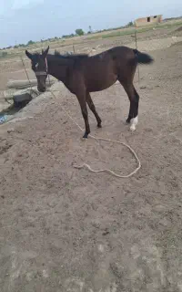 کره اسب اصل عرب