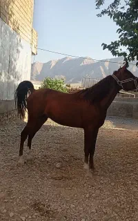 باسلام اسب  ۳سال  به فروش میرسد