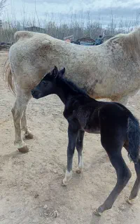 اسب مادیان و دوعدد کره