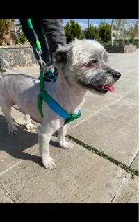 سگ قاضی اباد