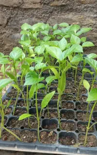 فروش نشا گوجه فلفل وبامیه و بادمجان