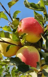 سیب گلابی به بادام گردو تمشک درنوین نهال آرش