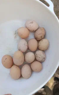 تخم مرغ محلی