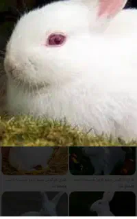 خرگوش ماده بالغ
