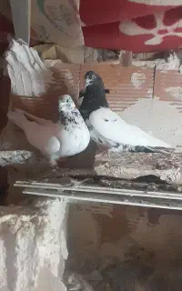 پنج عدد کبوتر طوقی