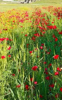 طبیعت گردی