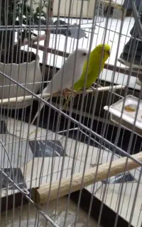 ۲ عددمرغ عشق نر،ماده ..با قفس