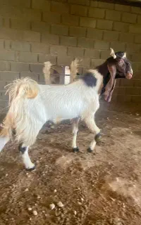 پازن پاکستانی