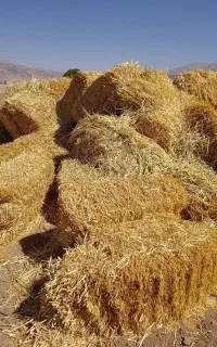 ۷۰تاکلش پرس جو کاه