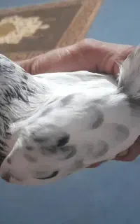 کبوتر نر تیدی کراس  کله دم سبز غریب