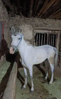 اسب