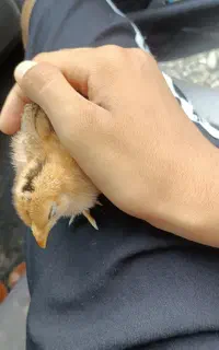 جوجه چابهاری معاوضه